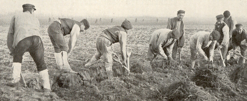 Meekrapdelven rond 1913